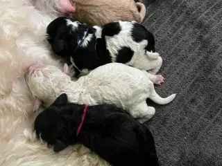 Cockapoo 