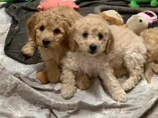 Mini Golden Doodle rejse klar nu