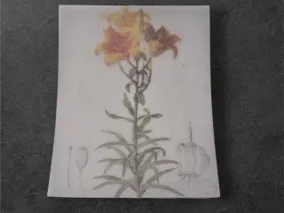 Papirark med botanisk liljeillustration Opdag natu