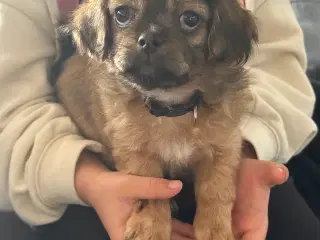 Shih tzu blandinger 