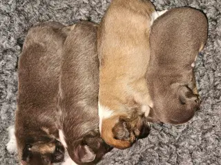 3 drenge 2 langhåret 1 korthårog 1 pige langhåret