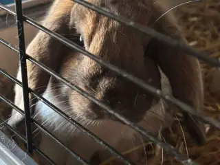 Sød hankanin søger nyt hjem