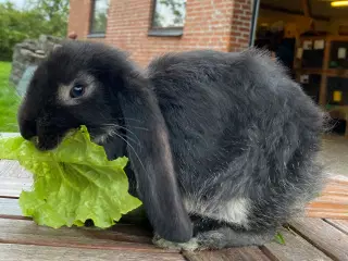 FRANSK VÆDDER HUN SORT OTTER