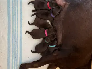 Brune Labrador hvalpe