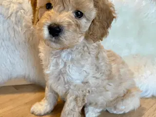 Cavapoo hundehvalp