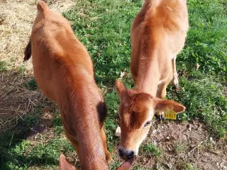 2 fine jersey tyrekalve 