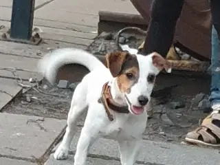 1 Skønheder tilbage 100% Ægte Han JRT