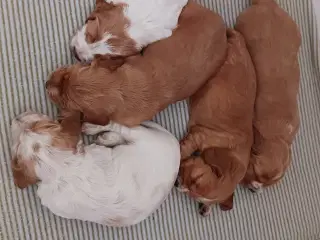Cocker spaniel hvalpe