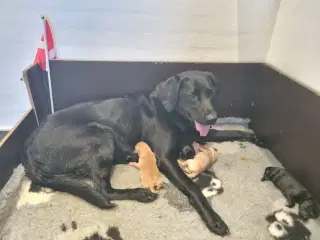 Labrador Hvalpe 