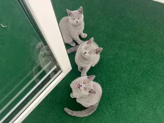 Skønne British katte 