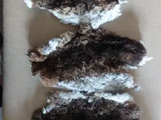 Kaninskind