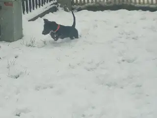 Gravhund bl dansk svensk tæve 8 mdr