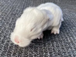 FRANSK VÆDDER HAN SCHWARZGRANNEN