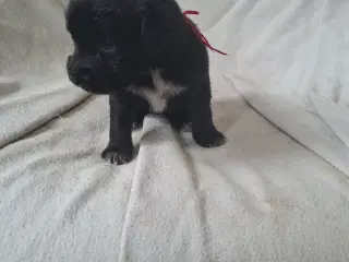 Skøn familie hund blanding 