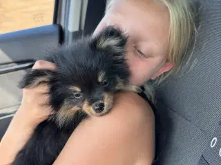 Pomchi hvalp pige 