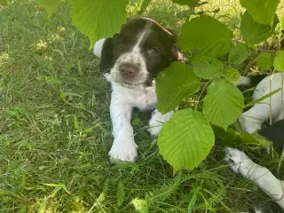 FT springer spaniels 