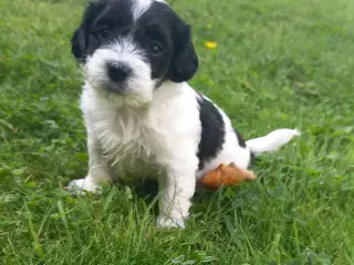 Bichon havanais hvalpe 