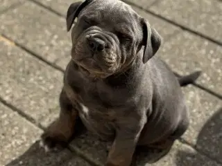 Staffordshire/Old English Bulldog 