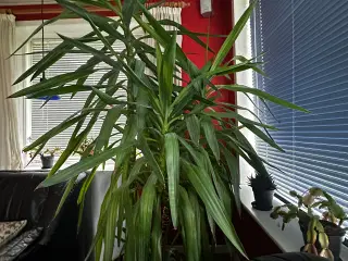 Palme