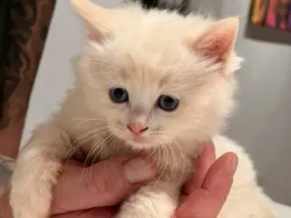Ragdoll/birma Killinger søger nye kærlige hjem