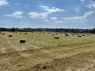 Hø i Morten Koch på Djursland