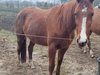 Hollandsk Trav heste 