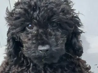Toy/dværg Puddel 