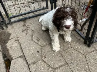 Lagotto Romagnolo/ Kleiner Münsterländer 