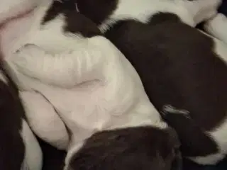 Engelsk Springer Spaniel og Kleiner Münsterländer 