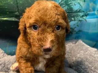 Goldendoodle babyer 🥰🐾