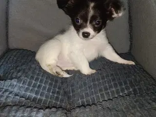 Langhåret Chihuahua hvalpe