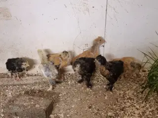 7 stk. Brahma Kyllinger