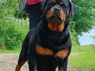 Rottweiler tæve 6 mdr