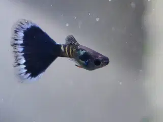 Renstammet Galaxy Blue Tail Guppy