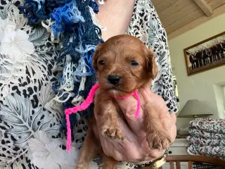 Cavapoo 