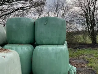 Wrap 2025 velegnet til køer 