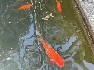 Fisk guldfisk 17 stk