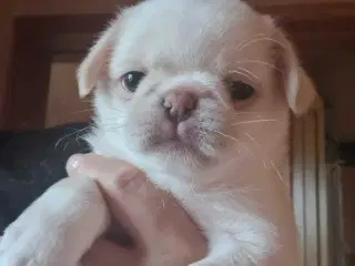 Mops / japanese 