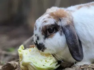 HASTER 3 kaniner bortgives