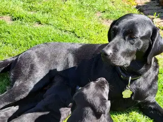 Labrador F1 hvalpe 