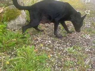 schæfer/mali hvalpe sælges 