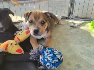 BYD GERNE 9 uger Staffordshire Bull Terrier hvalp