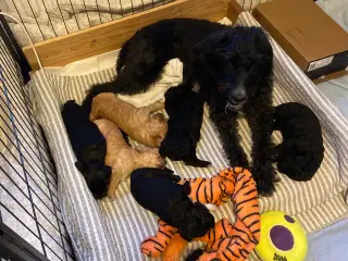 Skønne Doodle hvalpe søger skønne hjem 