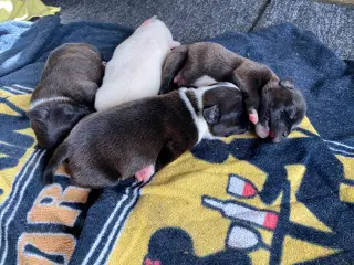 Staffordshire bullterrier hundehvalpe
