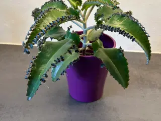 Sund potteplante i skjuler