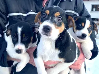 Dansksvensk gårdhund til salg