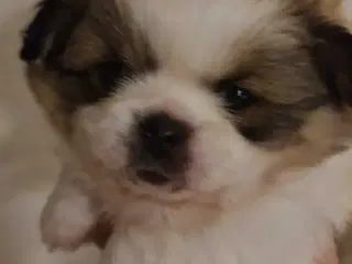 Skønne blandings hvalpe 