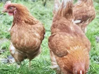 5 stk røde amerikaner 