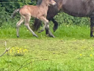 Fantastisk smuk hingst med afdrag muligt 