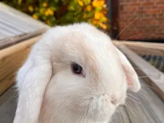 Mini-lop kanin